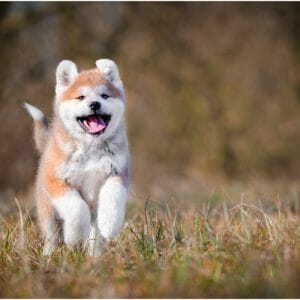 Puppytraining