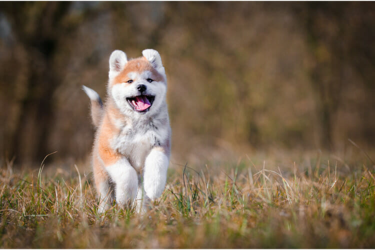 Puppytraining