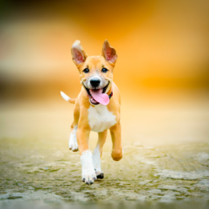 Puppypakket